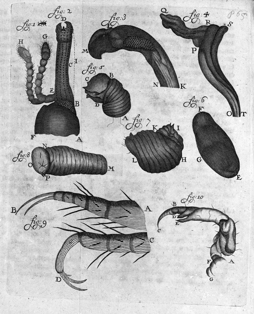 Charanconien (curculiones lupi) esitys Hollantilaisen kauppiaan ja luonnontieteilijän Antoine van Leeuwenhoekin (tai Leeuvenhoek tai Leeuwenhoeck) (tai Antoni tai Anthonie) tutkimus (1632-1723) Kaiverrus "Invetigatio Arcanorum" 1722:sta. tekijältä Unknown artist