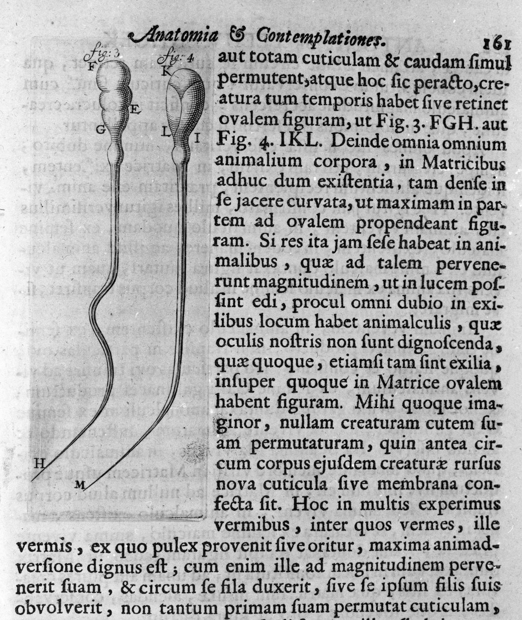 Esitys koiran siittiöistä Kuvauksen teki hollantilainen kauppias ja tiedemies Antoine van Leeuwenhoek (tai Leeuvenhoek Leeuwenhoeck) (tai Antoni tai Anthonie) (1632-1723). Kaiverrus teoksesta "Investigatio Arcanorum" 1722 tekijältä Unknown artist