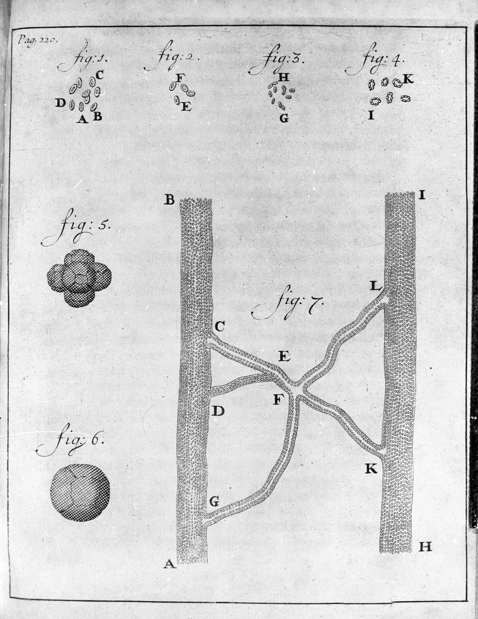 Lohen ja piikkikampelan hematian (punasolujen) esitys Hollantilaisen kauppiaan ja luonnontieteilijän Antoine van Leeuwenhoekin (tai Leeuvenhoek tai Leeuwenhoeck) (tai Antoni tai Anthonie) (1632-1723) kaiverrus "Epistolae Regiam Angli Societatem" tekijältä Unknown artist