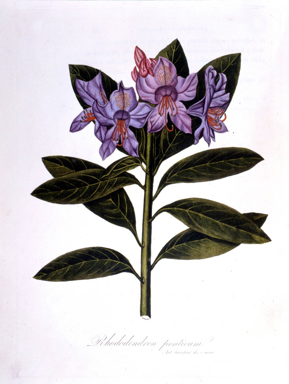 Rhododendron (Rhododendrum Bridges). tekijältä Unknown artist