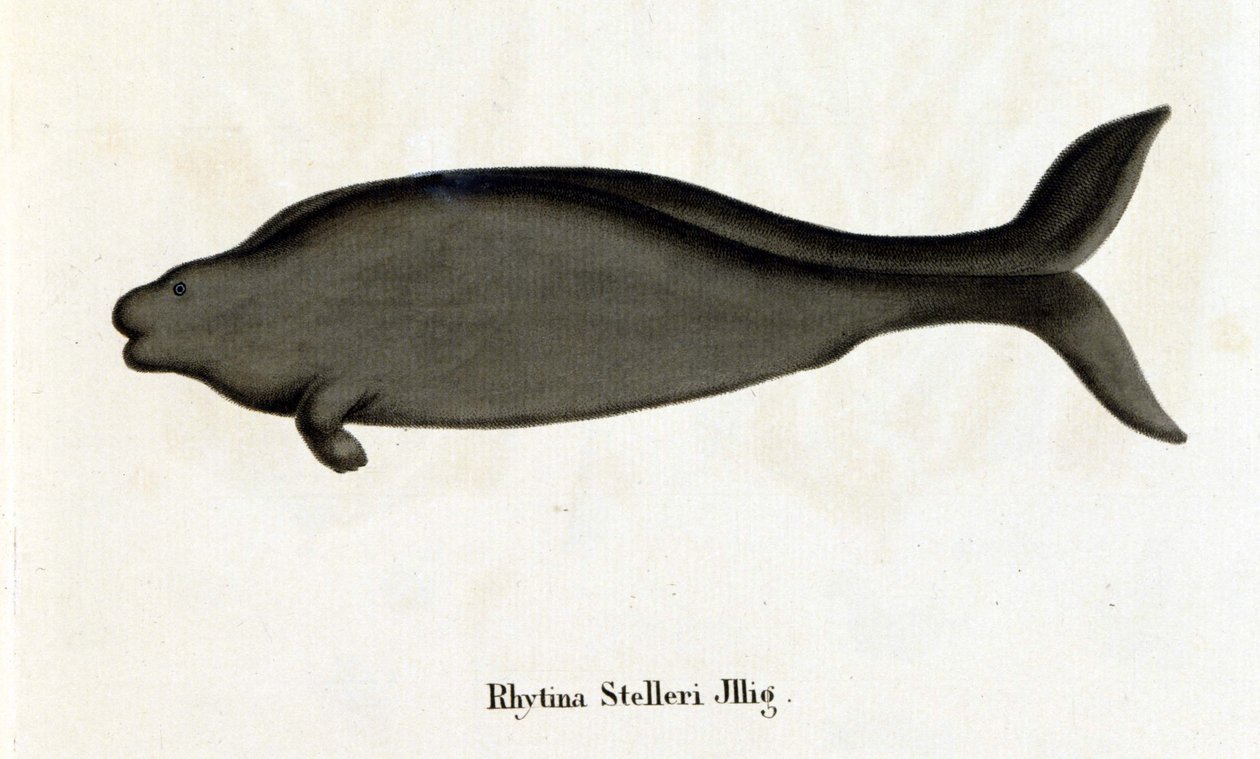 Rhytina Stelleri kutsui myös merilehmää Stelleriksi, näyte katosi 1700-luvulla. tekijältä Unknown artist