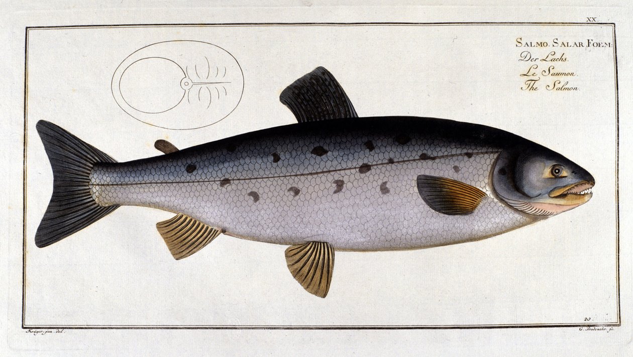 Lohi (Salmo salar), kirjoittanut Marc Elieser Bloch Ichtyologie Paris - Berliini - Lontoo 1787. tekijältä Unknown artist