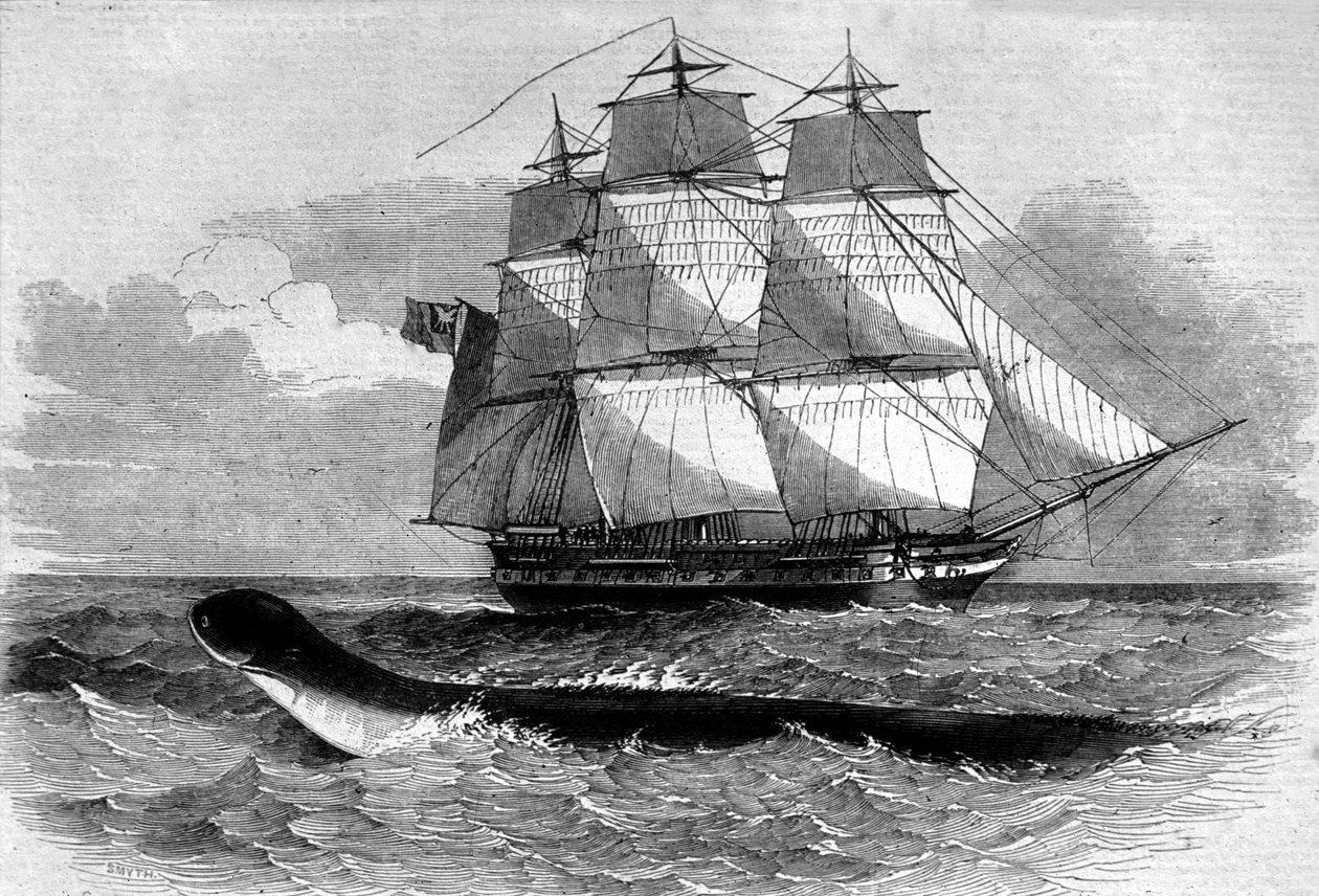 Merihirviö: merikäärmeen ilmestyminen Daedalus fregate -tielle vuonna 1848. Kaiverrus 1800-luvulta. tekijältä Unknown artist