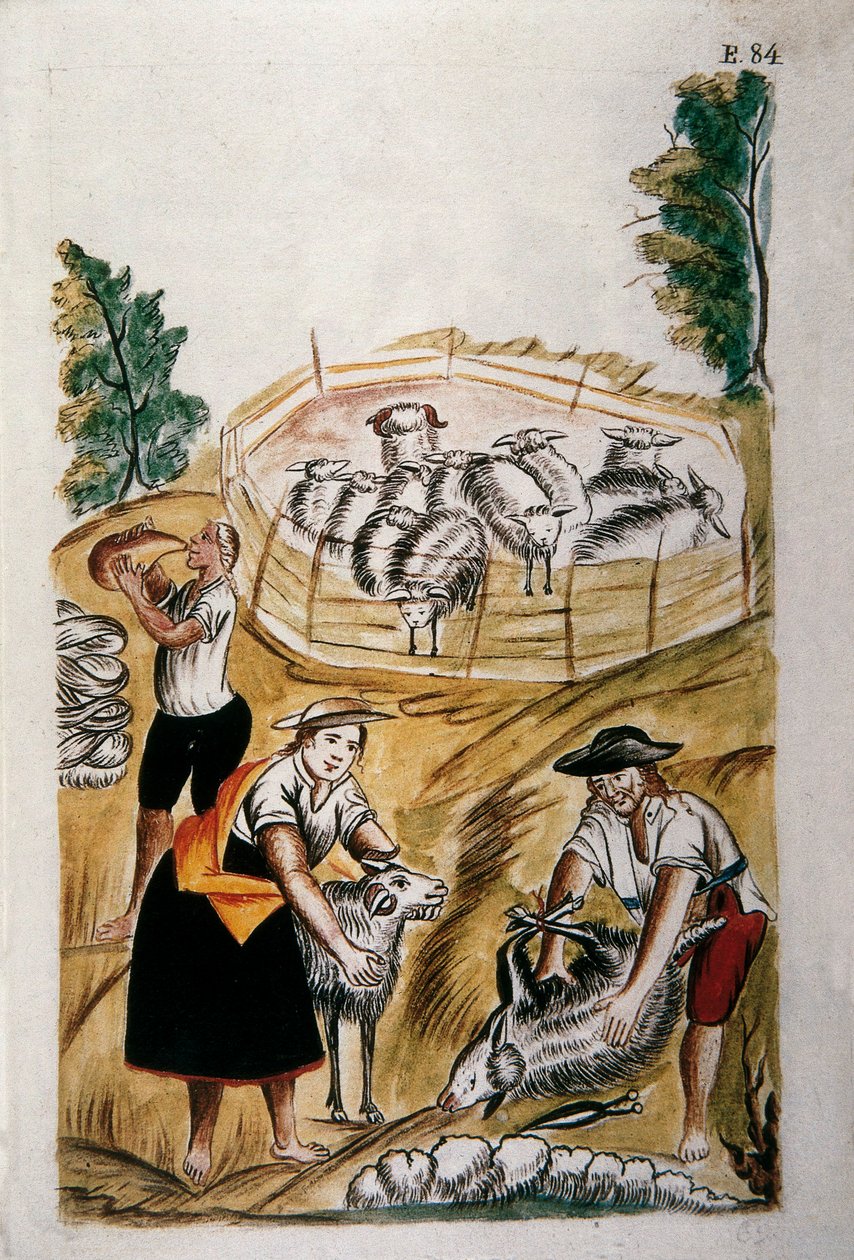 Lammasleikkaus, kirjasta "Trujillo of Peru" tai "Codex Martinez Companion", Baltazar Martinez Companion ja Bujanda, Trujillon piispa (1782-1785) tekijältä Unknown artist