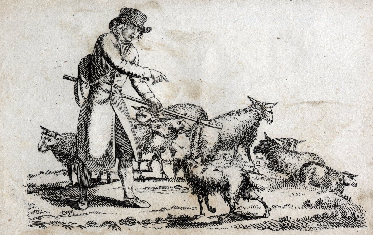 Paimen lammaslaumansa kanssa. Kaiverrus 1700-luvun lopulla. Yksityinen kokoelma. tekijältä Unknown artist