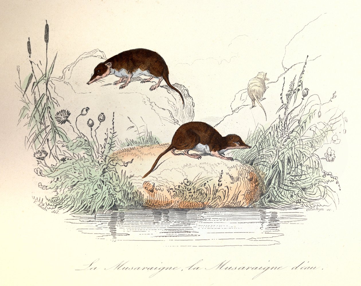 Linneenen nimikkeistön ja Cuvierin mukaan luokitellut varpusliskot ja vesiliskot (kaiverrus). tekijältä Unknown artist