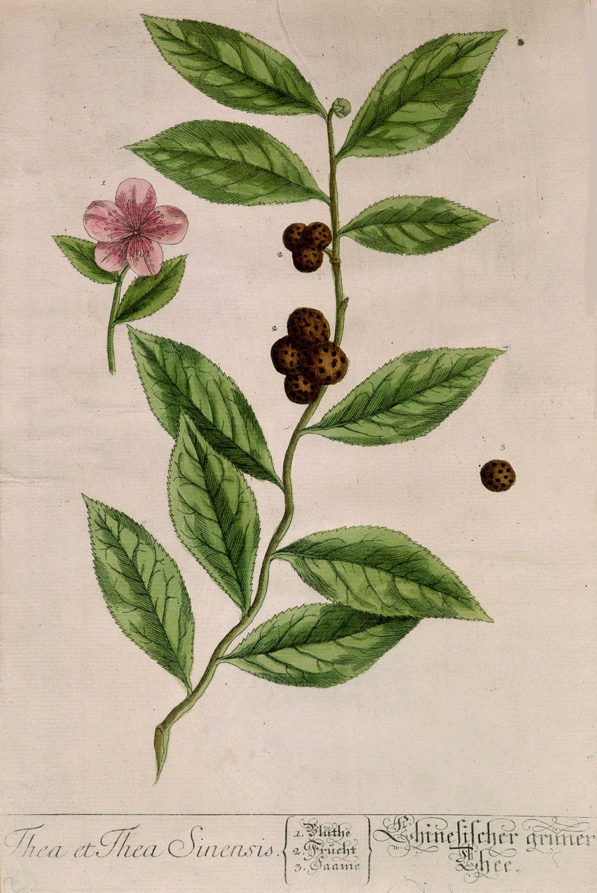 Sinensis-teekasvi - kasvitieteellinen lauta tekijältä Unknown artist