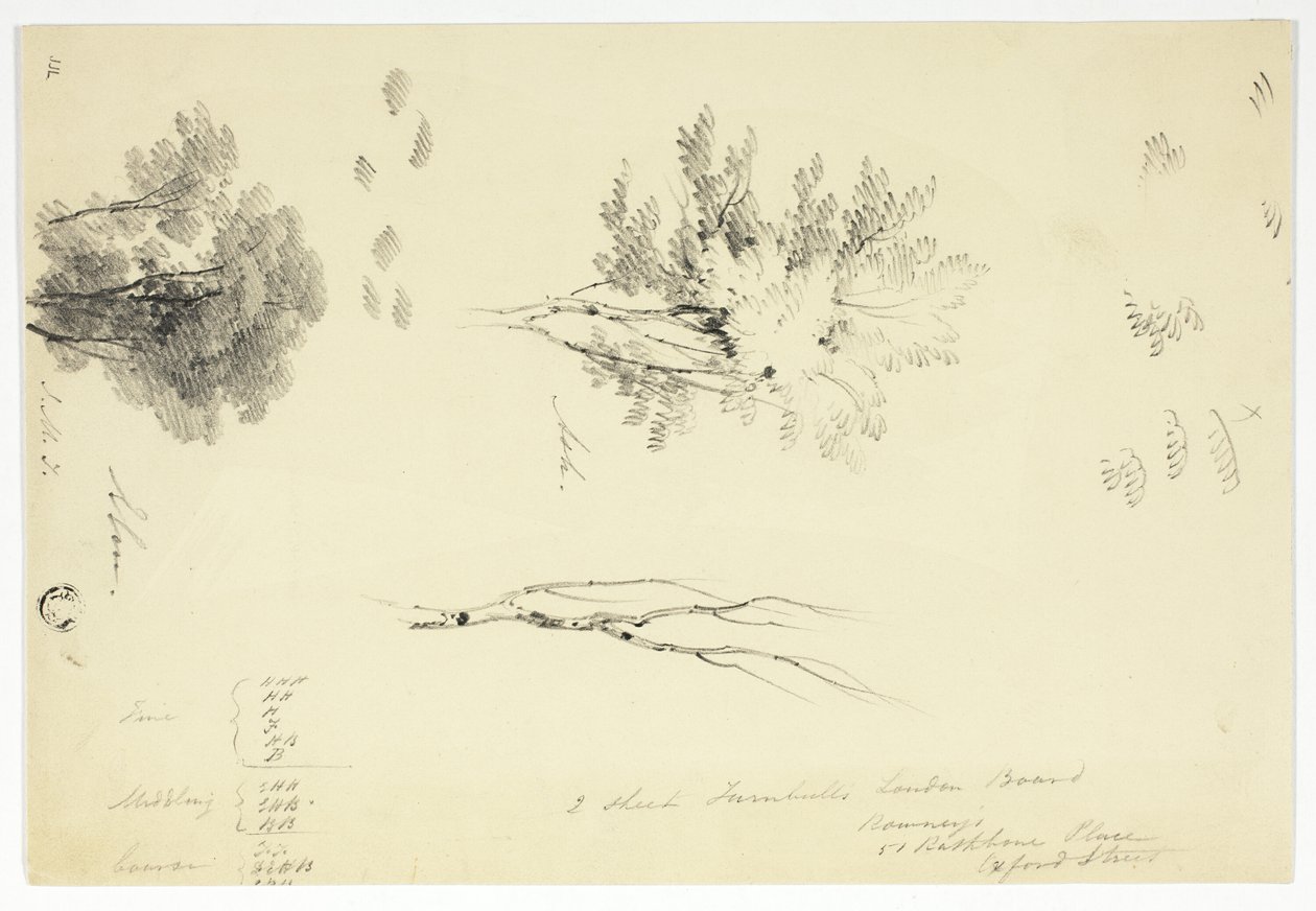 Elm- ja saarenpuiden luonnoksia tekijältä Unknown artist