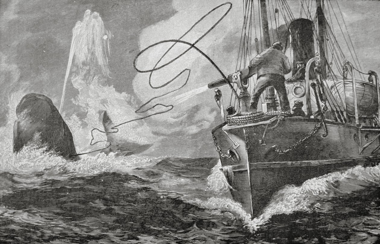 Höyrylaivat valaanpyyntialuksina tekijältä Unknown artist