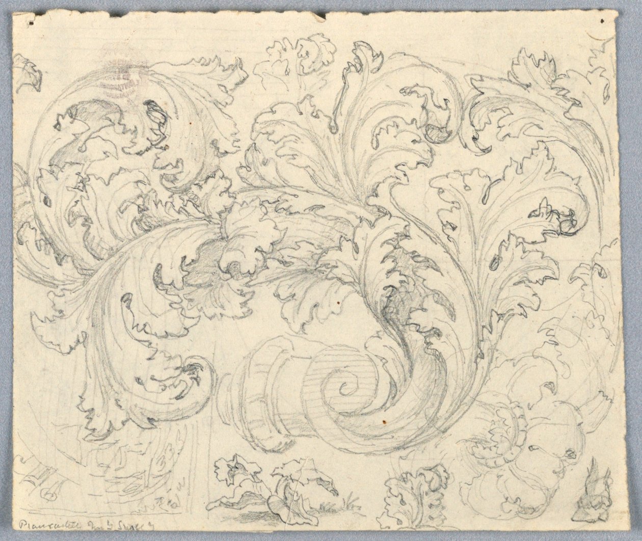 Tutkimus Curling Acanthus Ornamentille tekijältä Unknown artist