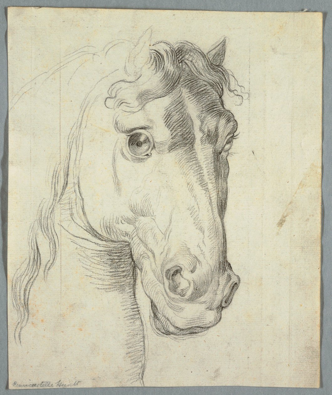 Hevosen tutkimus tekijältä Unknown artist