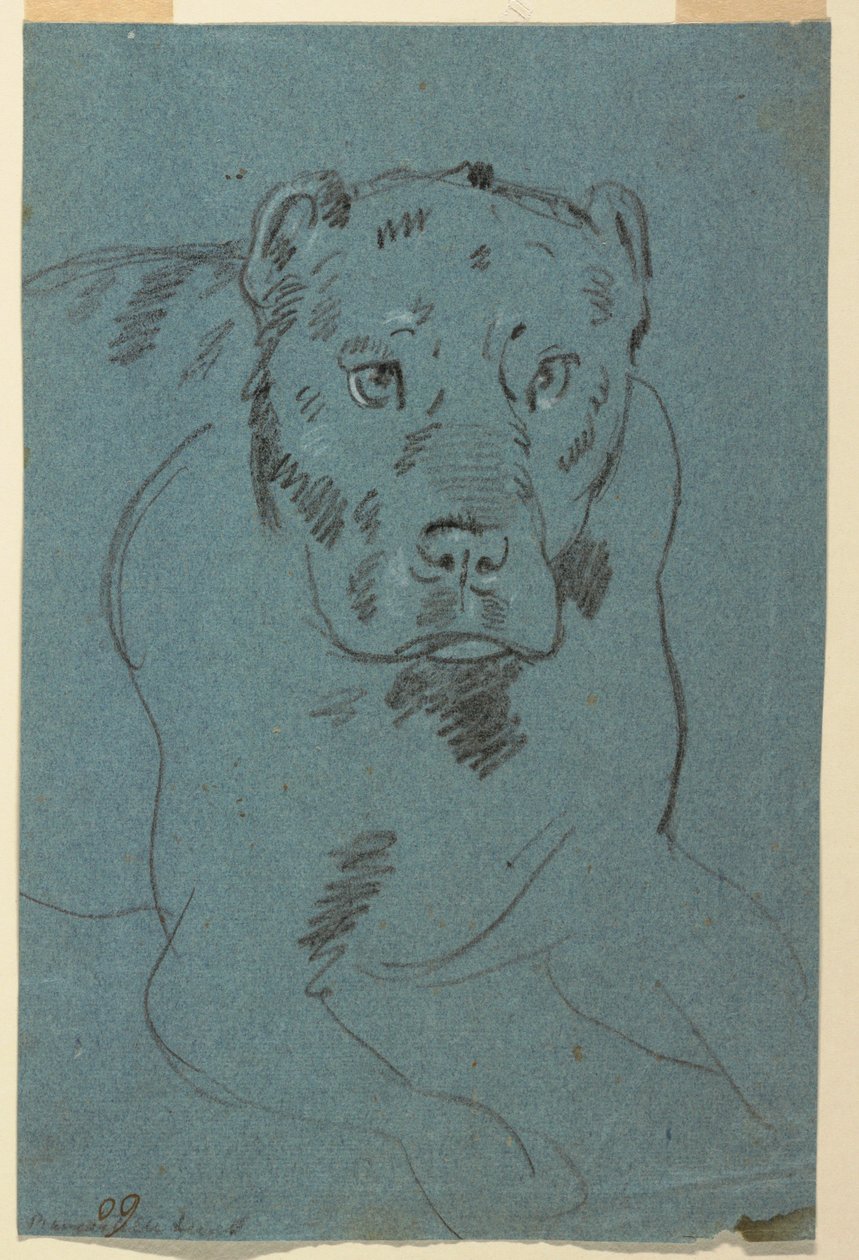 Leijonatutkimus tekijältä Unknown artist
