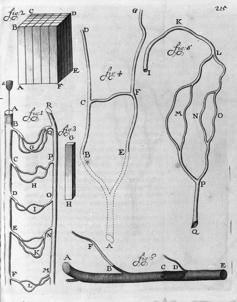 Tutkimus lentävien kalojen ja muiden eläinten verenkierrosta Hollantilaisen kauppiaan ja tiedemiehen Antoine van Leeuwenhoek (tai Leeuvenhoek Leeuwenhoeck) (tai Antoni tai Anthonie) (1632-1723) kaiverrus "Arcana Natura Detecta" 1695. tekijältä Unknown artist