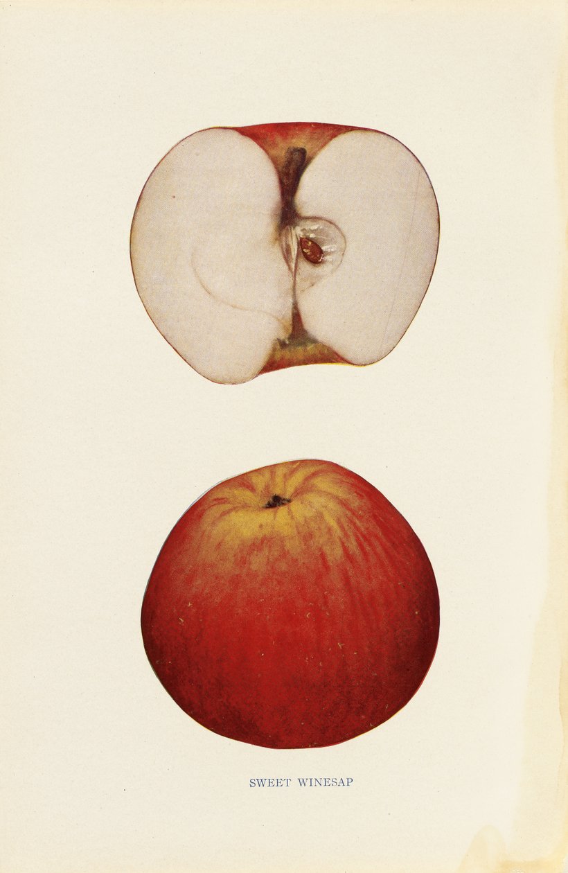 Sweet Winesap tekijältä Unknown artist