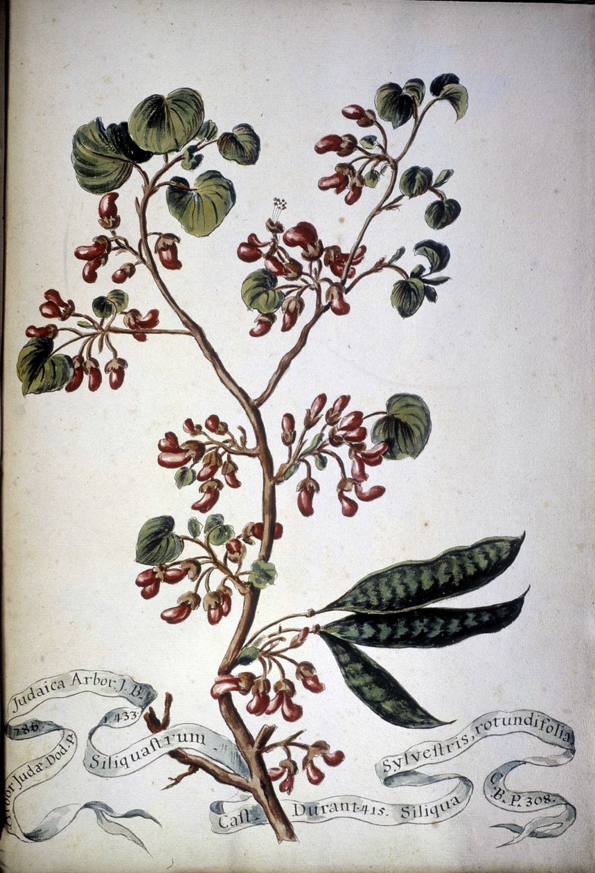 Sylvestris Rotundifolia. 1800-luvun herbaario. tekijältä Unknown artist