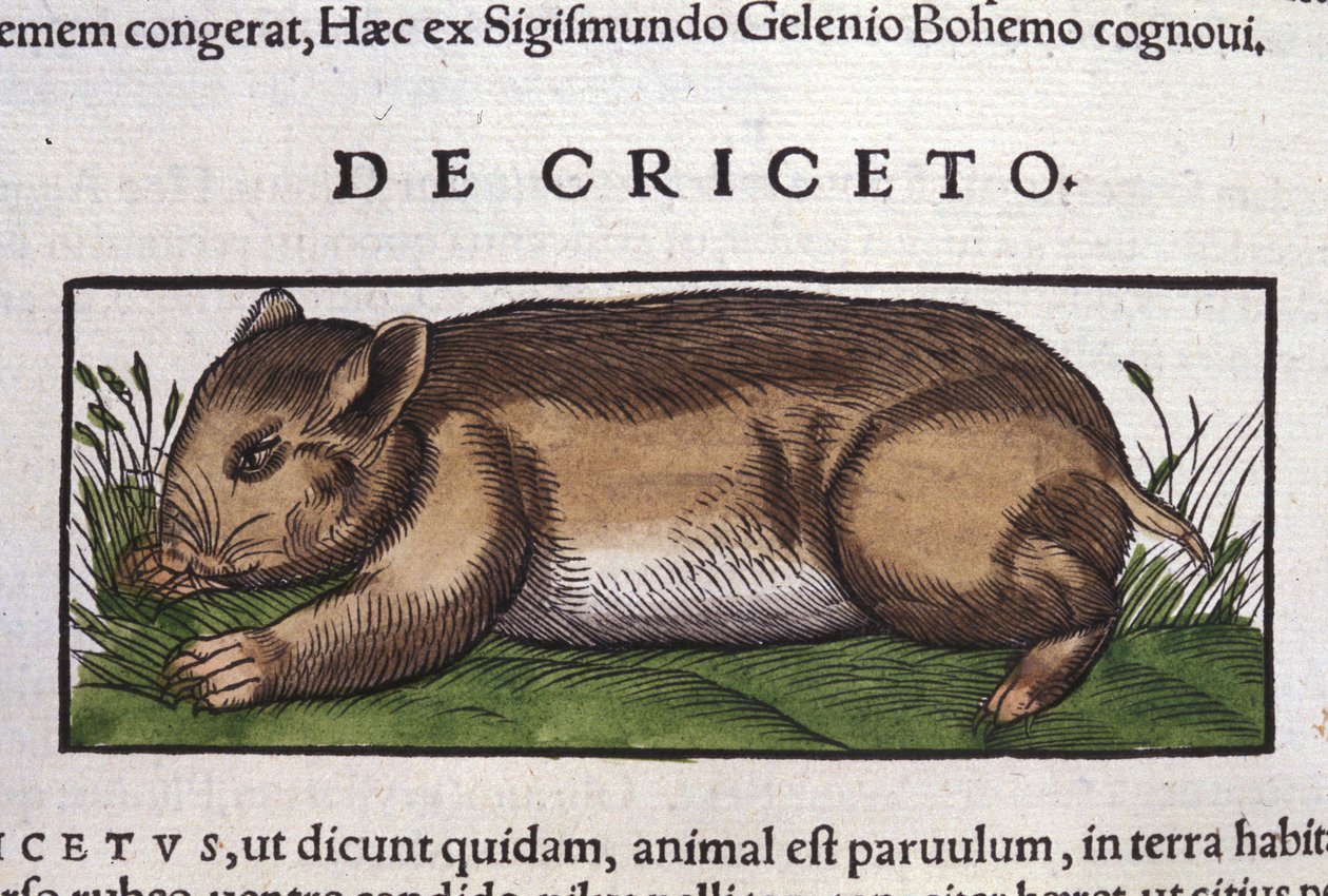 Hamsteri eläinten historiassa, Conrad Gesner (1516 - 1565), Tiguri tekijältä Unknown artist