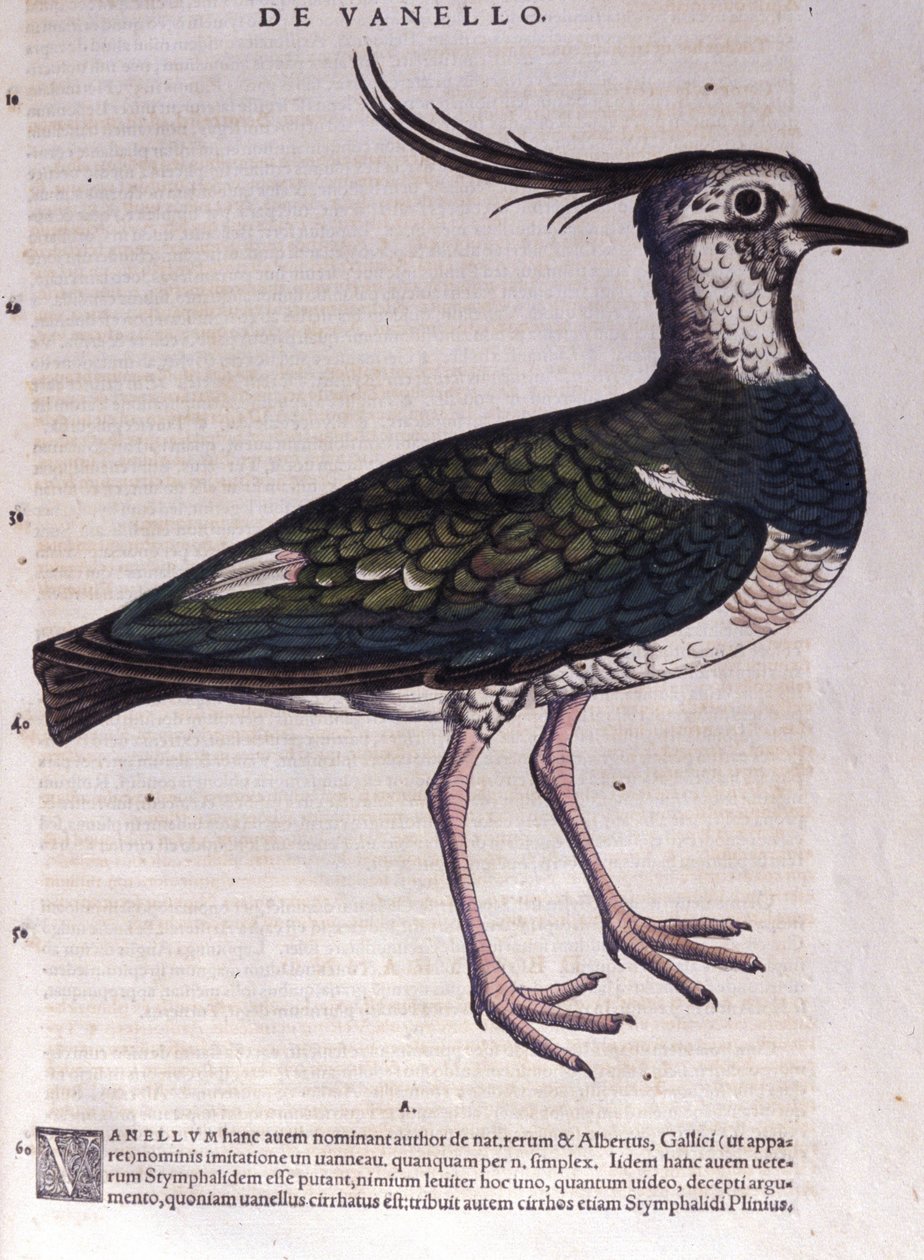 Conrad Gesner (1516 - 1565), Tiguri, The Lapwing in Historia Animalium tekijältä Unknown artist