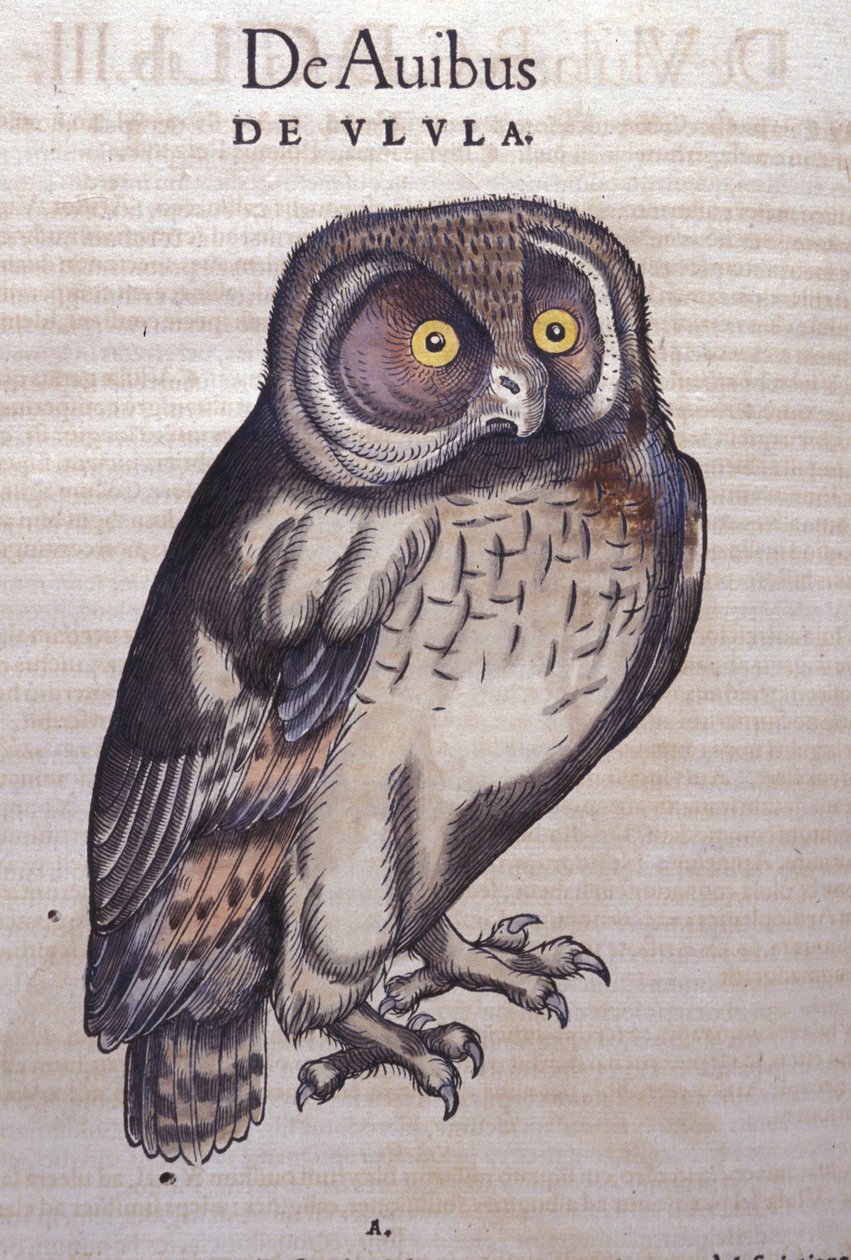 Pöllö eläinten historiassa, Conrad Gesner (1516 - 1565), Tiguri tekijältä Unknown artist