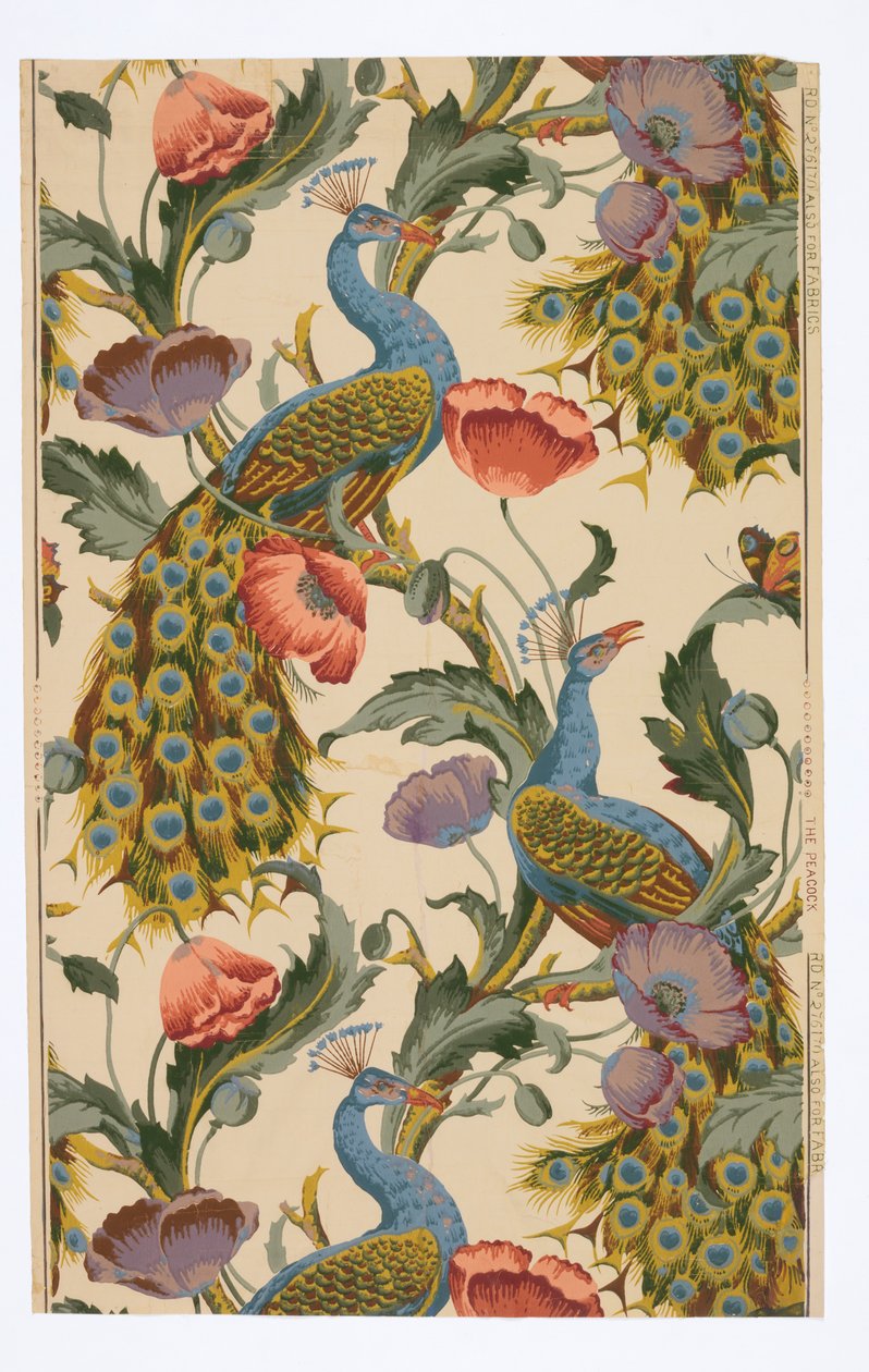Peacock tekijältä Unknown artist