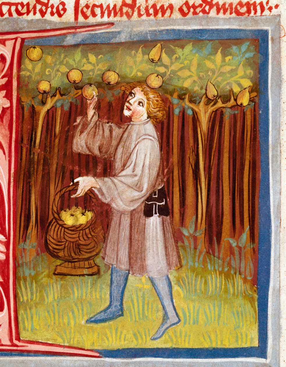 Hedelmien miniatyyri poiminta "" Rusticanista tai Book of Country and Rural Profit -kirjasta" tekijältä Unknown artist