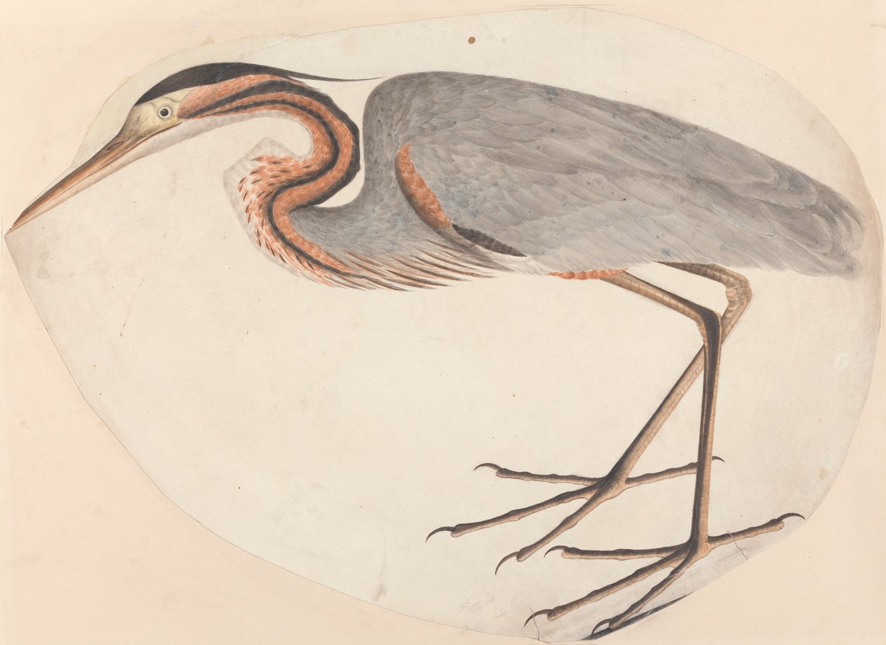 Purple Heron tekijältä Unknown artist