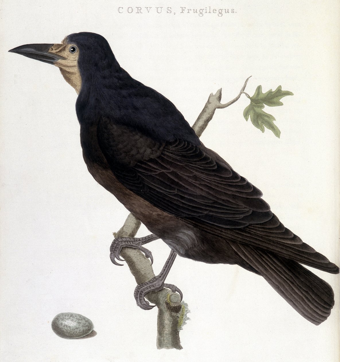 Raven Frugilegus - luonnonhistoriallinen taulu tekijältä Unknown artist