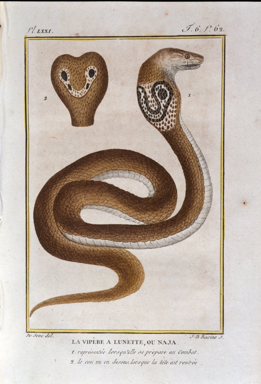 Kehyskyy tai Naja. Lauta, joka on otettu luonnontieteilijä Georges Louis Leclercin, Buffonin kreivin (1707 - 1788) "" Buffonin teosten"" luonnonhistorian petoksesta. 1800-luvulla tekijältä Unknown artist