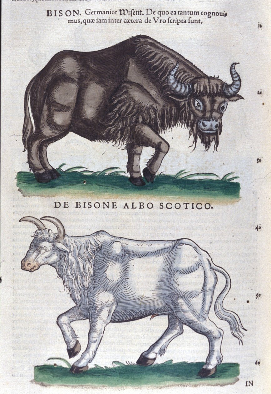 Biisoni ja valkoinen biisoni Historiae animaliumista, kirjoittanut Konrad Gesner, Tiguri tekijältä Unknown artist