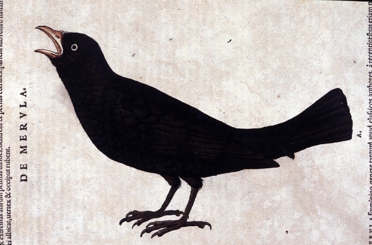 Mustarastas Historiae animaliumin mukaan kirjoittanut Konrad Gesner, Tiguri tekijältä Unknown artist