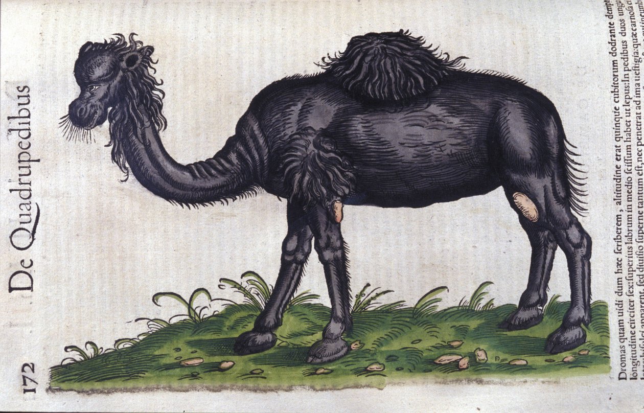 Kameli Historiae animaliumista, kirjoittanut Konrad Gesner, Tiguri tekijältä Unknown artist