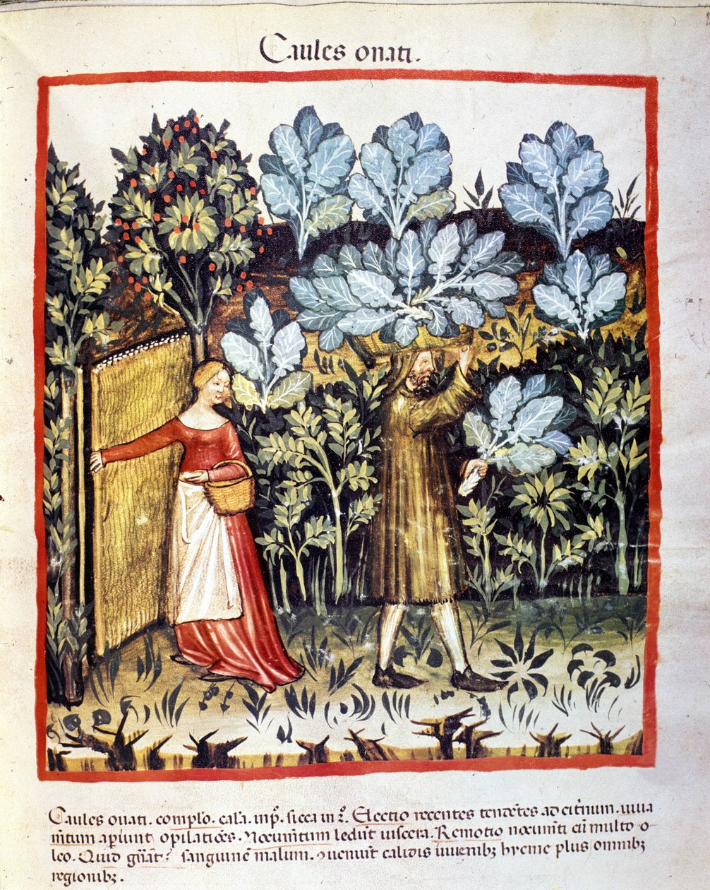 Kaalin kukka sato kasvimaassa. Valaistus lääketieteen ja dietetiikan lypsystä "" Tacuinum sanitatis"" tekijältä Unknown artist