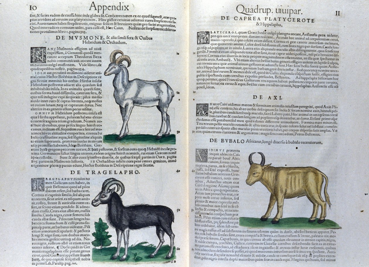 Conrad Gesner (1516 - 1565), Tiguri, Historia Animaliumin nelijalkaisten kaksoissivu tekijältä Unknown artist