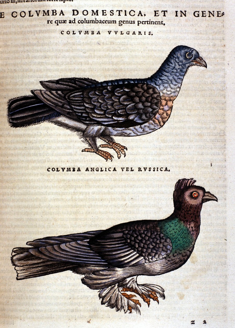 Kyyhkynen Conrad Gesnerin Historia Animaliumin jälkeen, Tiguri 1560. Biblioteca nazionale Braidense. Milano tekijältä Unknown artist