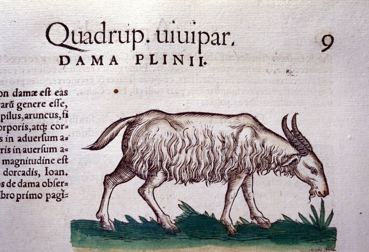 Vuohi Historiae animaliumin mukaan kirjoittanut Konrad Gesner, Tiguri tekijältä Unknown artist