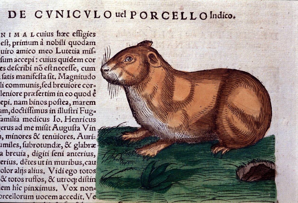 Marsu Historiae animaliumin mukaan kirjoittanut Konrad Gesner, Tiguri tekijältä Unknown artist