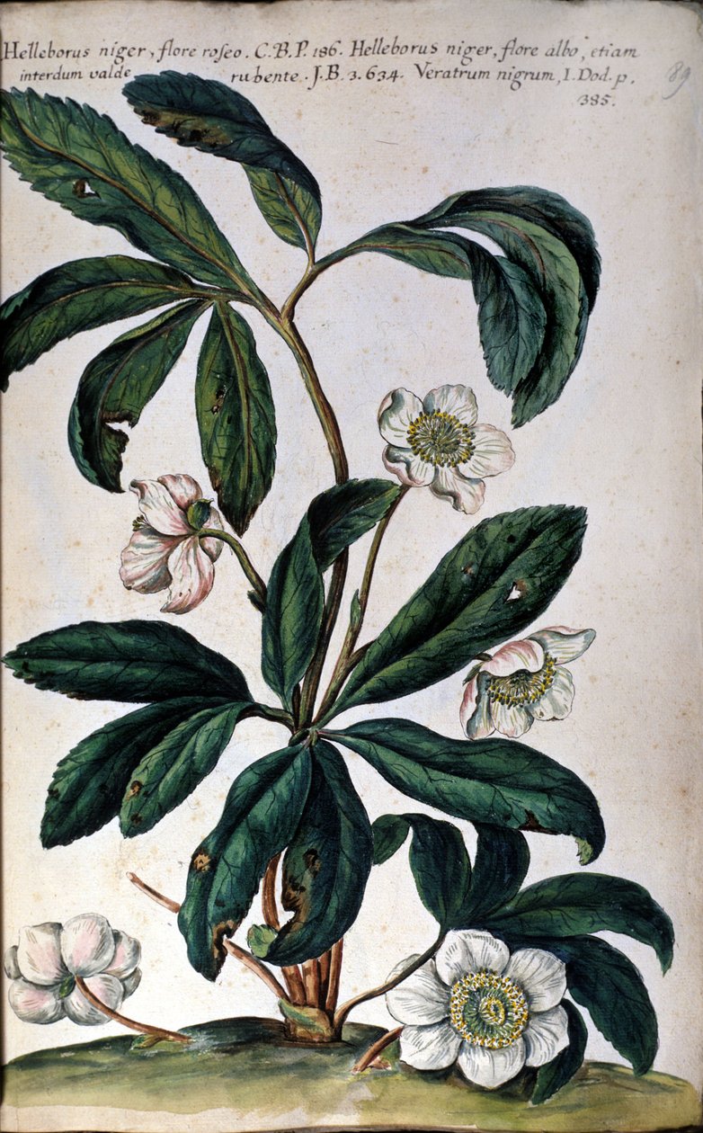 Hellebore tai musta hellebore, jota kutsutaan myös jouluruusuksi. 1700-luvulla tekijältä Unknown artist