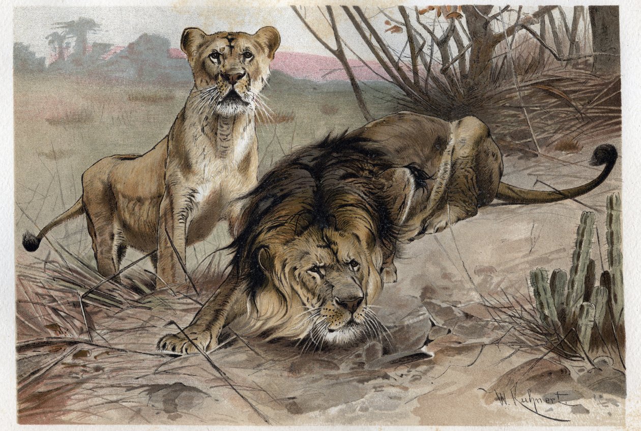 Leijona (Panthera leo) - kaiverrus Alfred Edmund Brehmin (1829-1884) "Brehmin elämästä eläinten elämästä" tekijältä Unknown artist