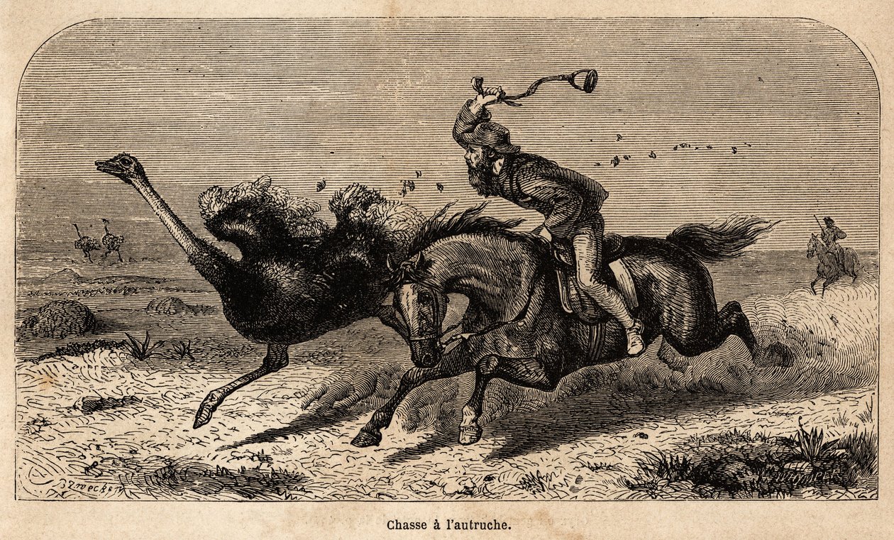Valokuvasta piirretty strutsimetsästys havainnollistamaan William Charles Baldwinin tarinaa metsästyksestä Afrikassa vuosina 1852–1860. Kaiverrus kirjaan "" Le tour du monde", toimittanut Edouard Charton tekijältä Unknown artist