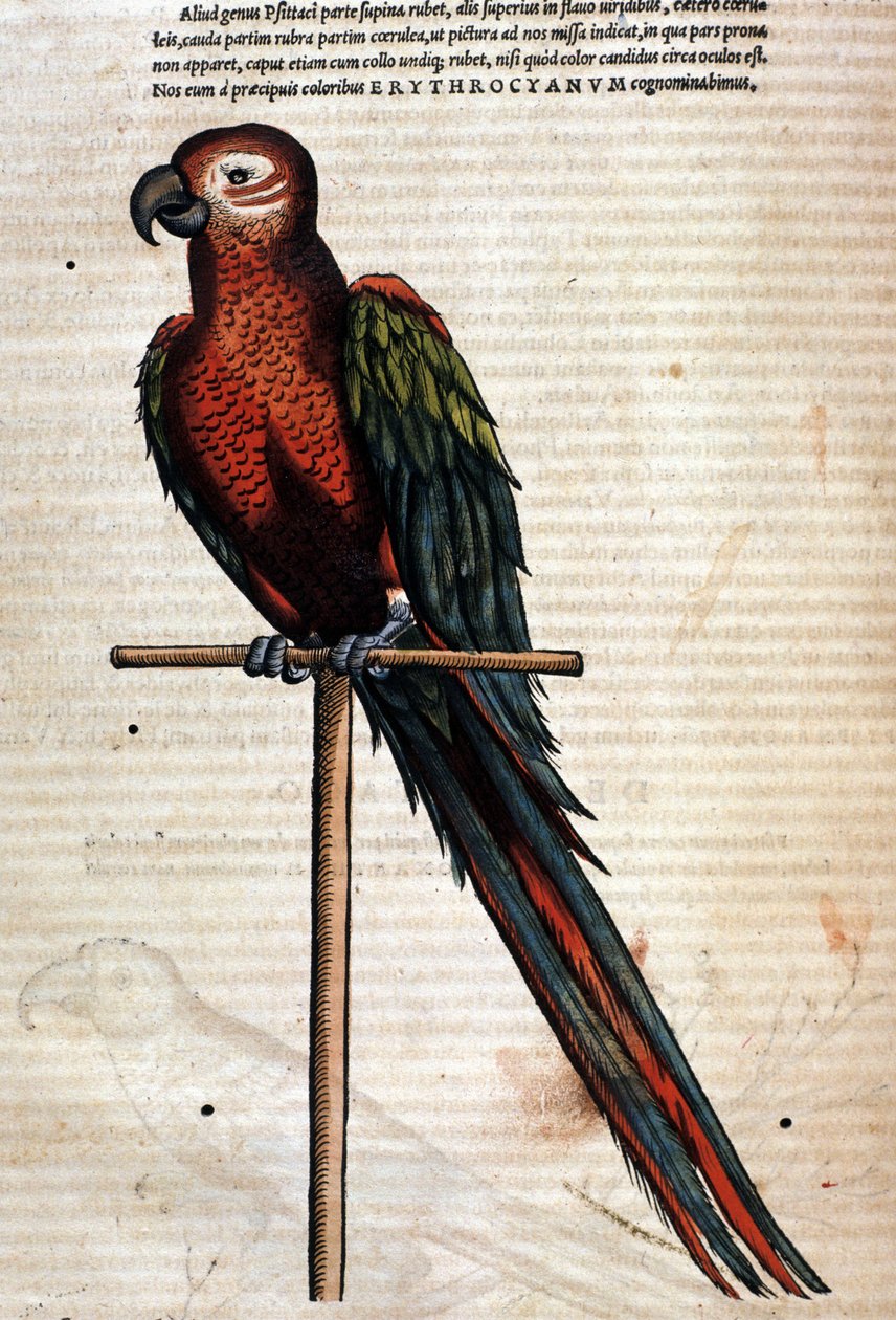 Papukaija Historia Animaliumin mukaan kirjoittanut Conrad Gesner, Tiguri 1560. Biblioteca Nazionale Braidense. Milano tekijältä Unknown artist