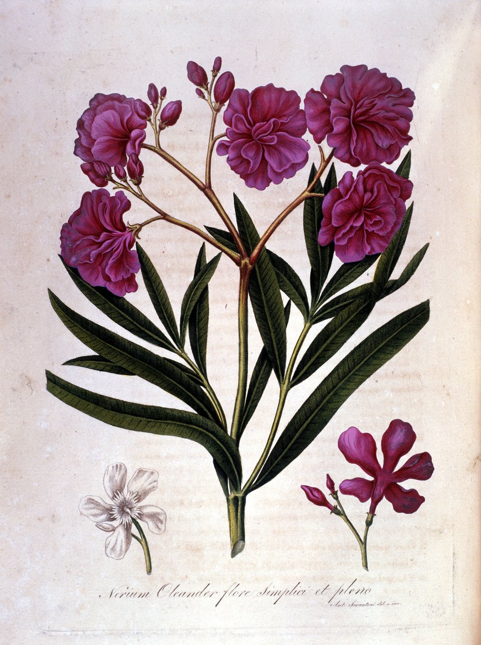 Vaaleanpunainen laakeripuu (oleanteri) - 1700-luvun herbaario. tekijältä Unknown artist
