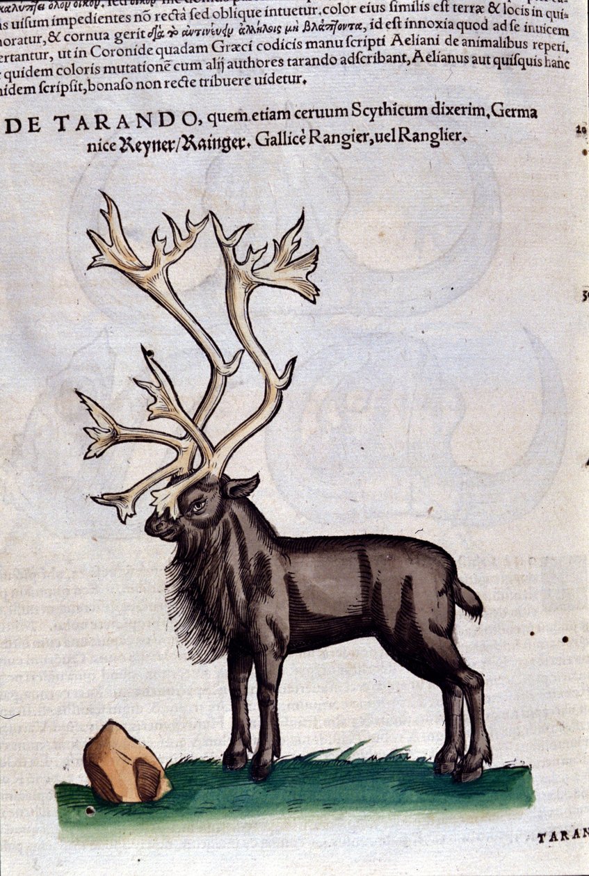 Poro Historiae animaliumin mukaan kirjoittanut Konrad Gesner, Tiguri tekijältä Unknown artist