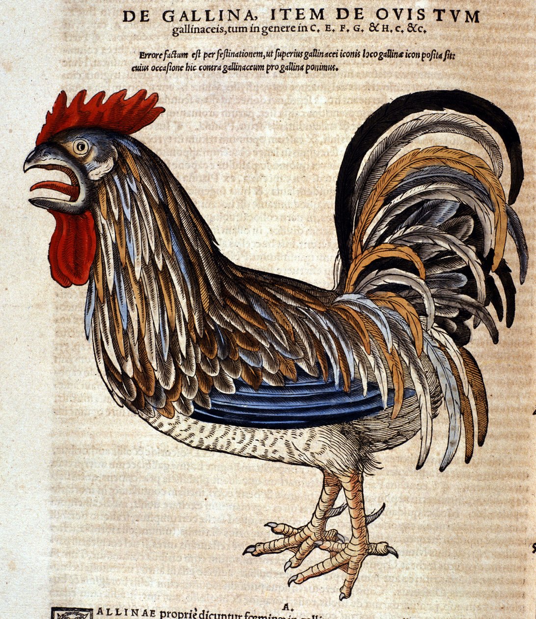 Kukko Historia Animaliumin jälkeen, Conrad Gesner, Tiguri 1560. Biblioteca nazionale Braidense. Milano tekijältä Unknown artist
