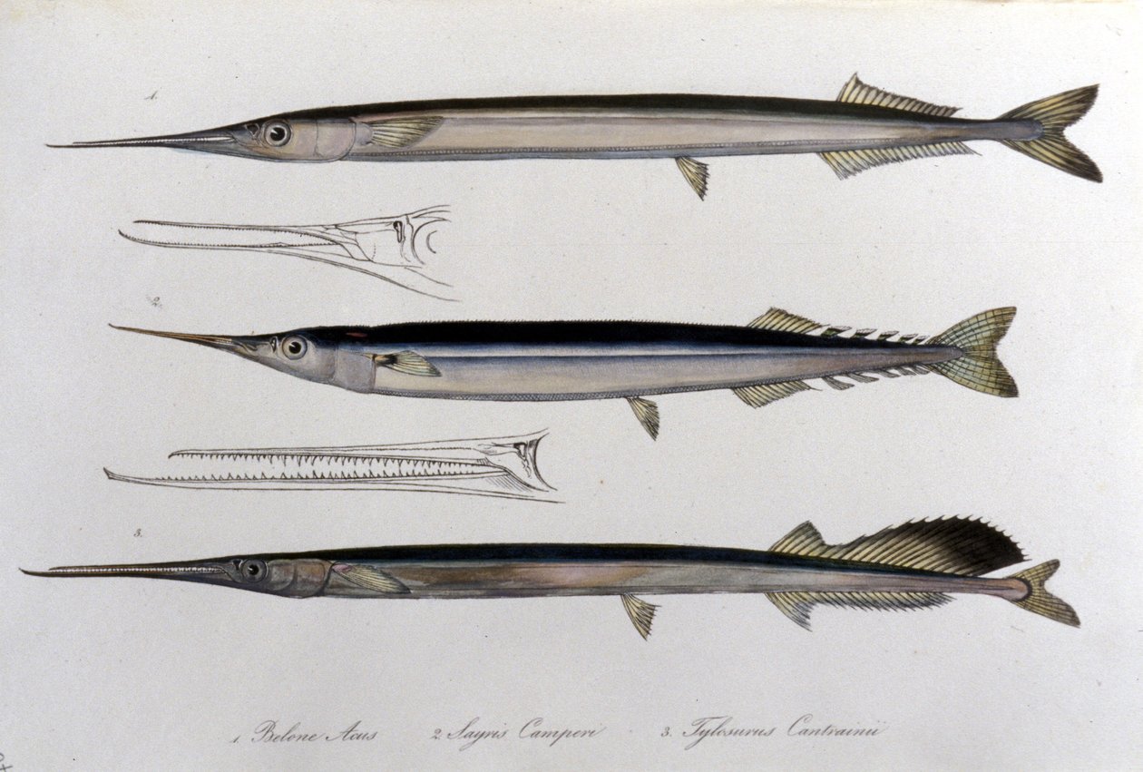 Meren neula. Luonnontieteellinen taulu. 1800-luvulla. tekijältä Unknown artist