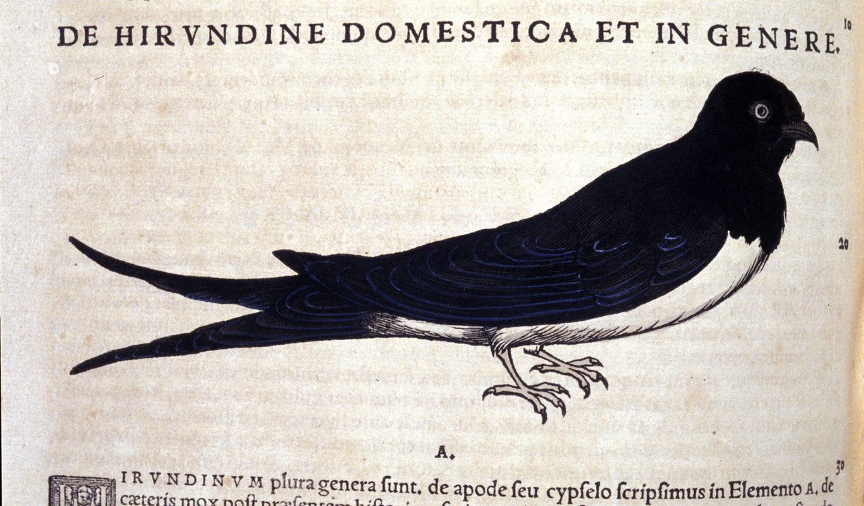 Pääskynen Historiae animaliumin jälkeen kirjoittanut Konrad Gesner, Tiguri tekijältä Unknown artist