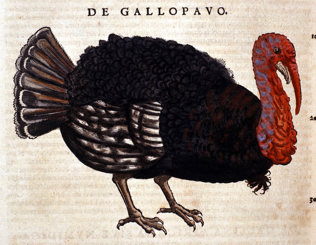 Kalkkuna Conrad Gesnerin Historia Animaliumin jälkeen, Tiguri 1560. Biblioteca nazionale Braidense. Milano tekijältä Unknown artist