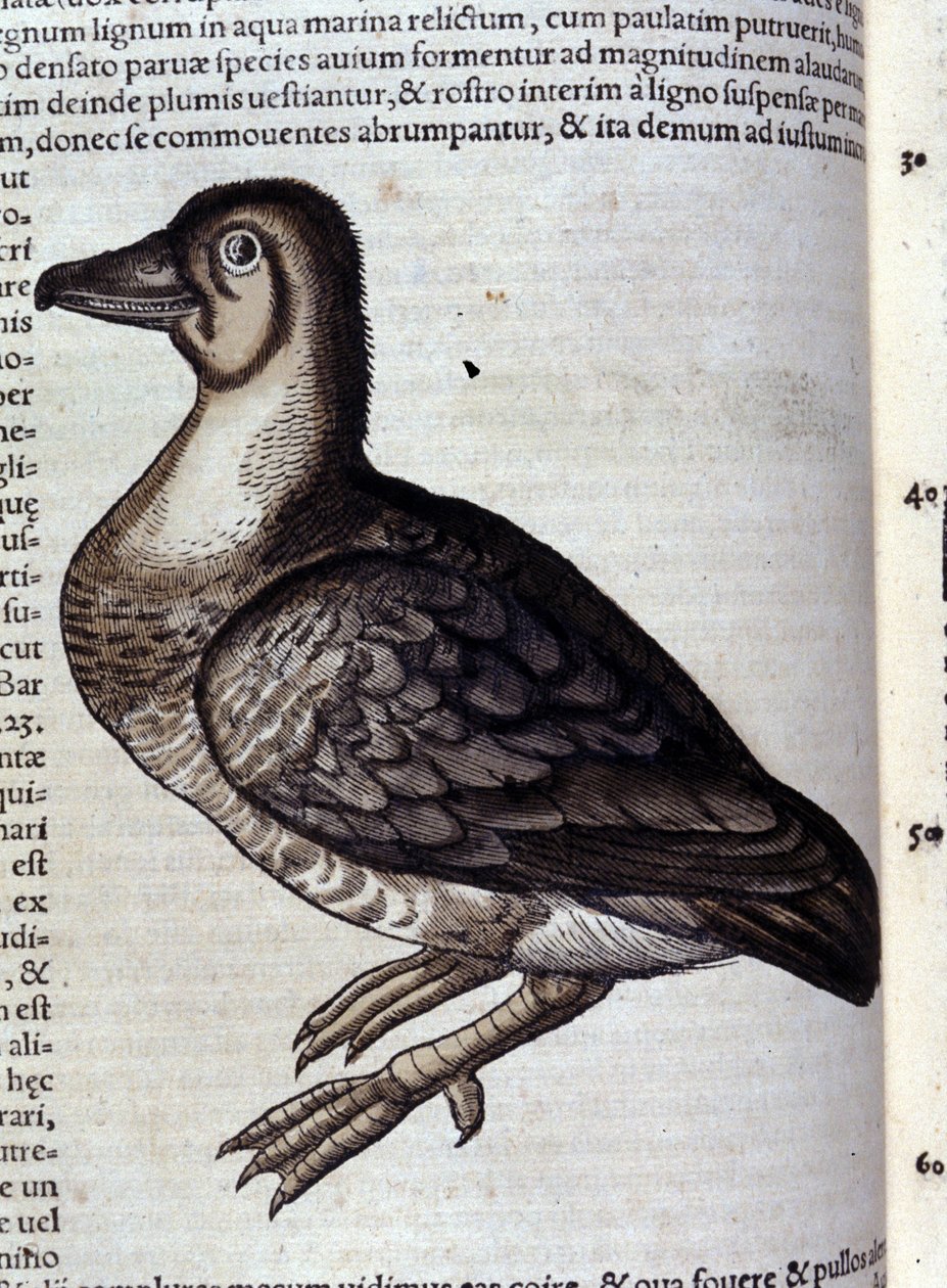Villihanhi Historiae animaliumin mukaan kirjoittanut Konrad Gesner, Tiguri tekijältä Unknown artist