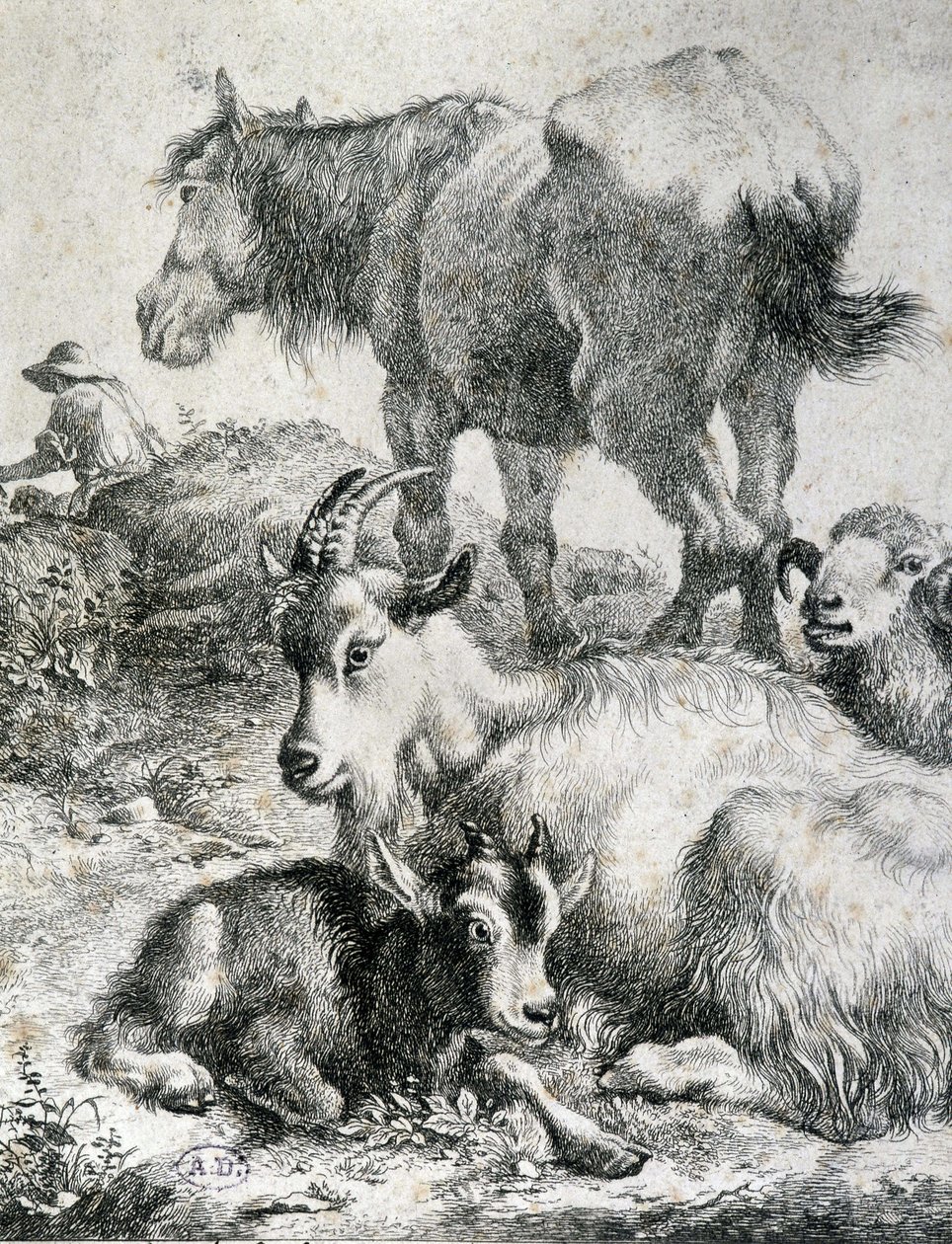 Traight hevonen, vuohi, vuohi ja pässi - kaiverrus tekijältä Unknown artist