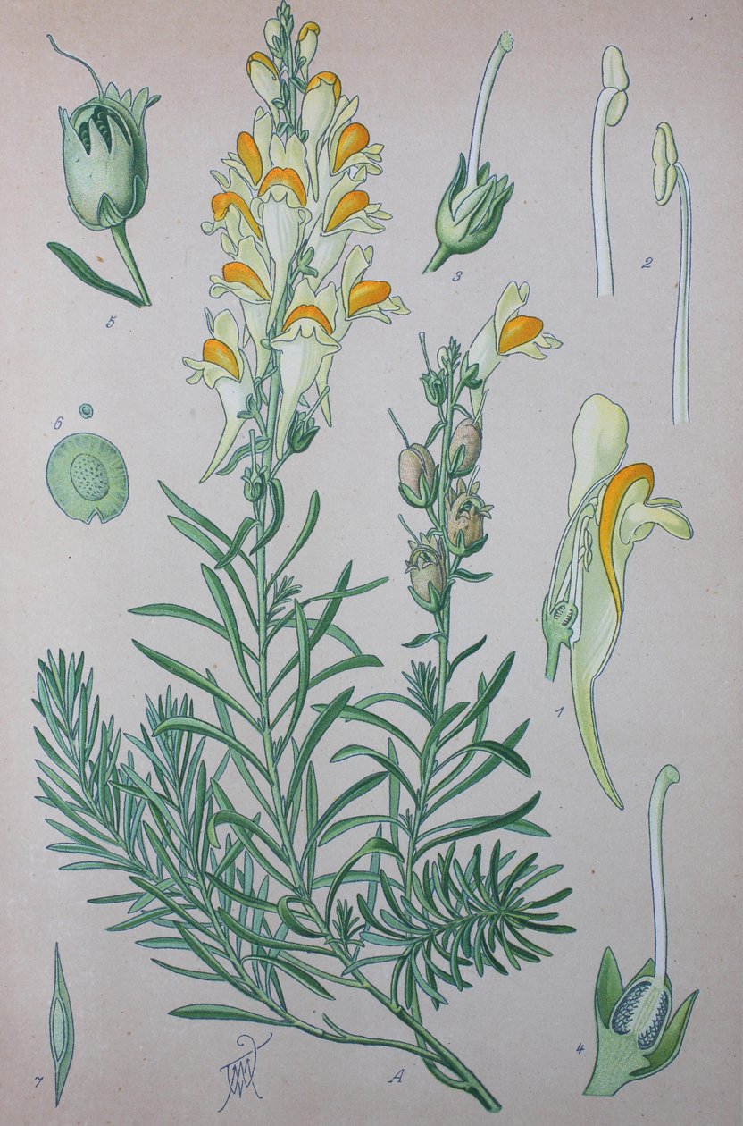 Toadflax (Linaria), suvun kasvilajit, rupikonna, rupikonnapellava tekijältä Unknown artist