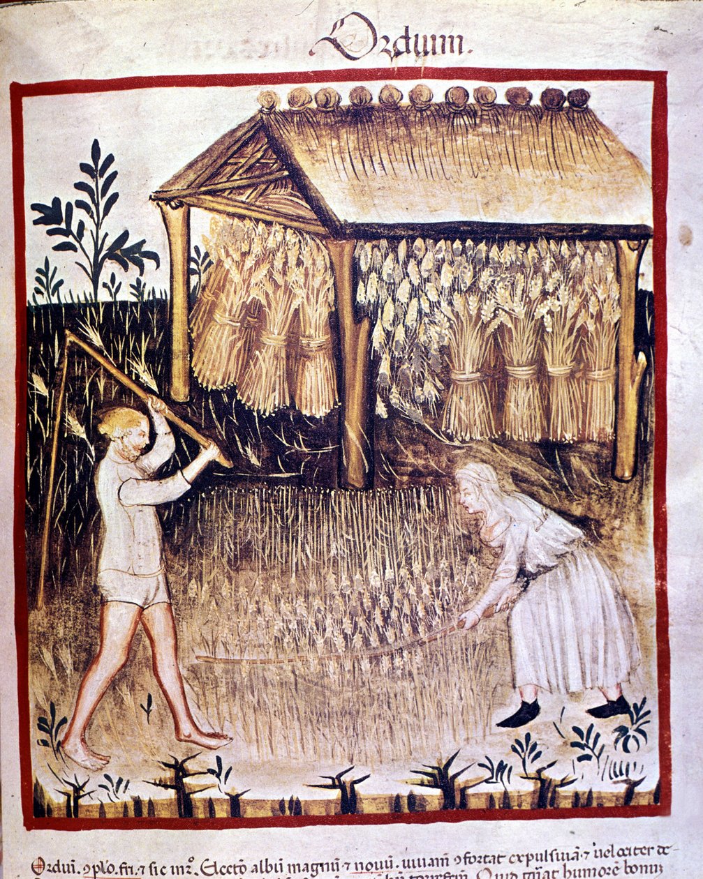 Kaksi talonpoikaa elvyttää ohraa. Takana vehnäsaappaat säilytetään suojan alla. Valaistus lääketieteen ja dietetiikan lypsystä "" Tacuinum sanitatis"" tekijältä Unknown artist