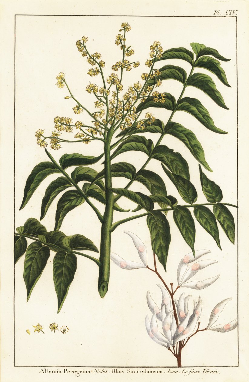 Lakkapuu, Ailanthus altissima tai vahapuu, Rhus succedanea tekijältä Unknown artist